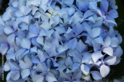 Beautiful blue Hydrangea