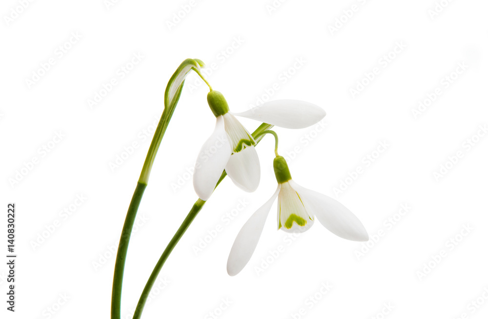 First flowers of snowdrops First flowers of snowdrops