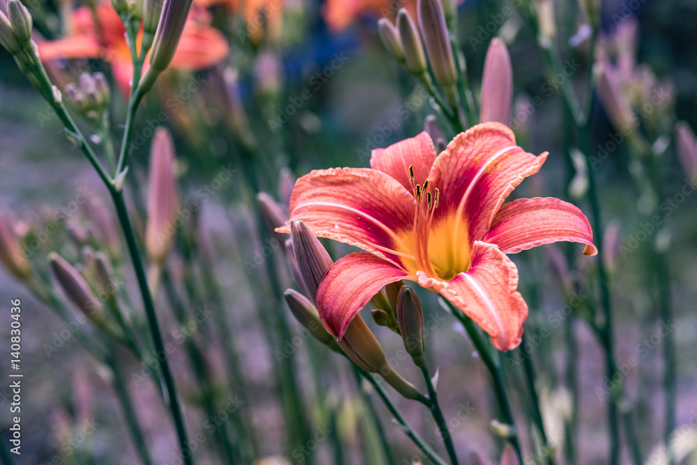 Obraz premium Frühlingsblumen