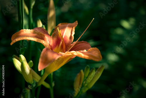 Frühlingsblumen photo