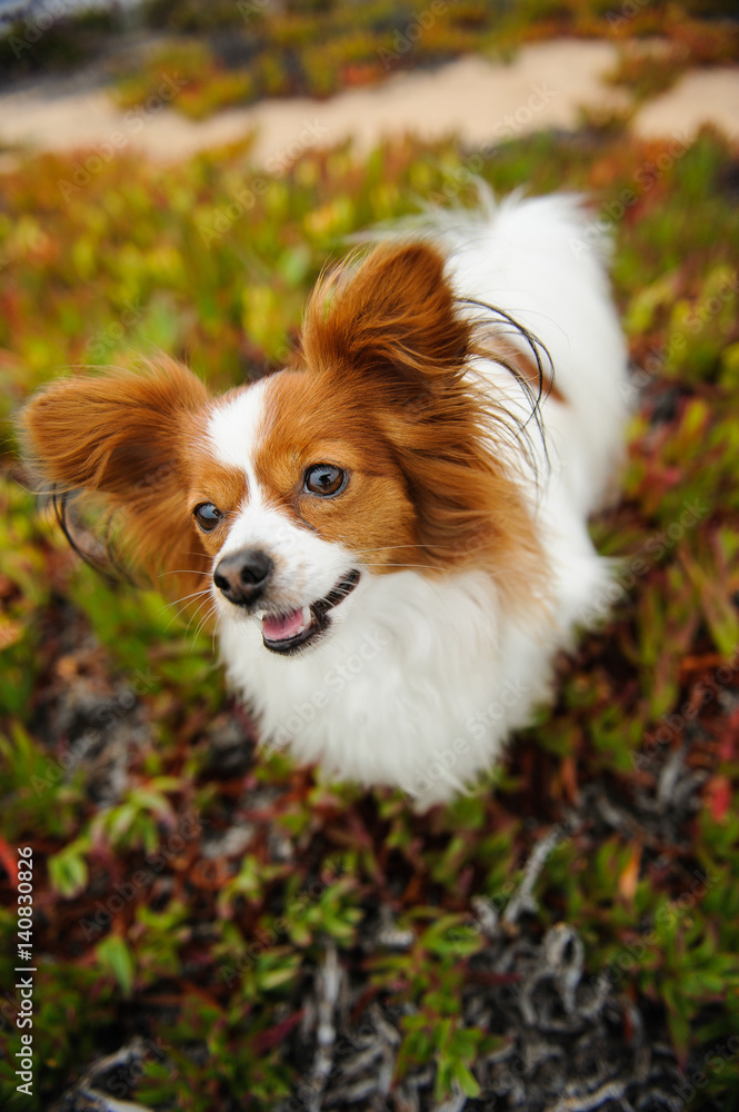 Papillon dog looking up from ice plant field