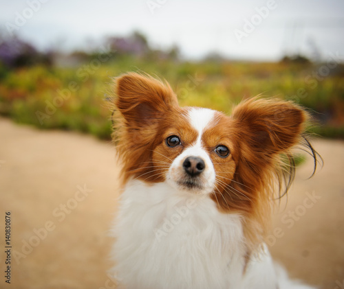 Papillon dog head shot against field and trail