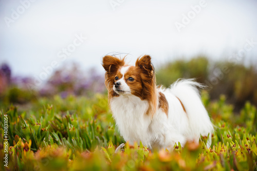 Konstfotografi Papillon dog standing in field