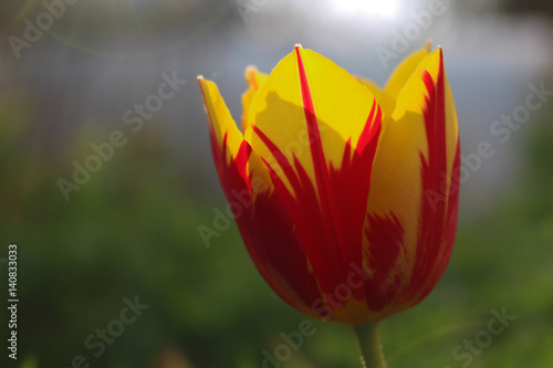 Rot-Gelbe Tulpe im Gegenlicht photo