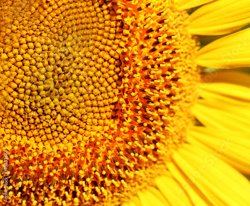 Photo of a bright macro sunflower