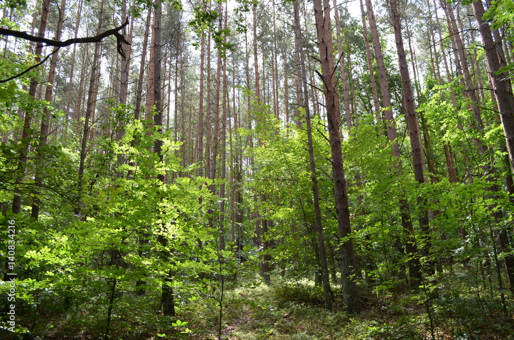 Woliński Park Narodowy/Wolinski National Park, West Pomerania, Poland Woliński Park Narodowy/Wolinski National Park, West Pomerania, Poland