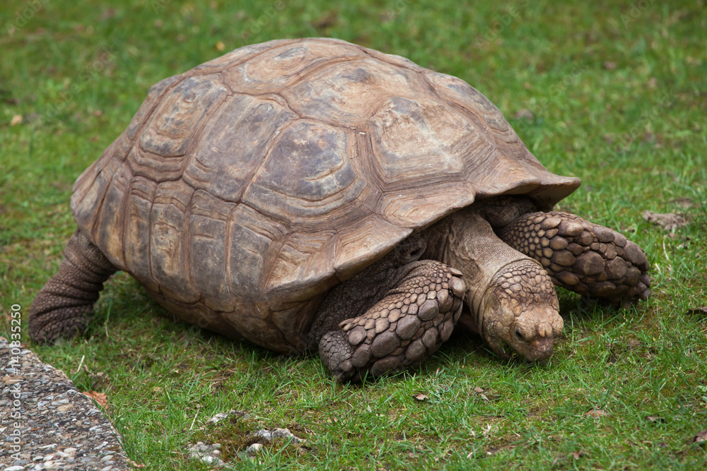 African spurred tortoise (Centrochelys sulcata) African spurred tortoise (Centrochelys sulcata)