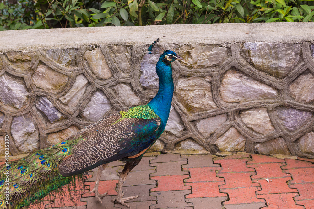 Obraz premium Indian Peacock (Pavo cristatus) at a bird park in Kuala Lumpur, Malaysia