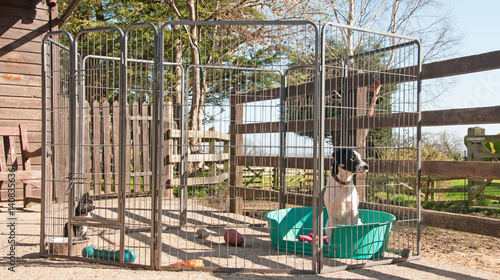 Pair of puppies in a dog pen