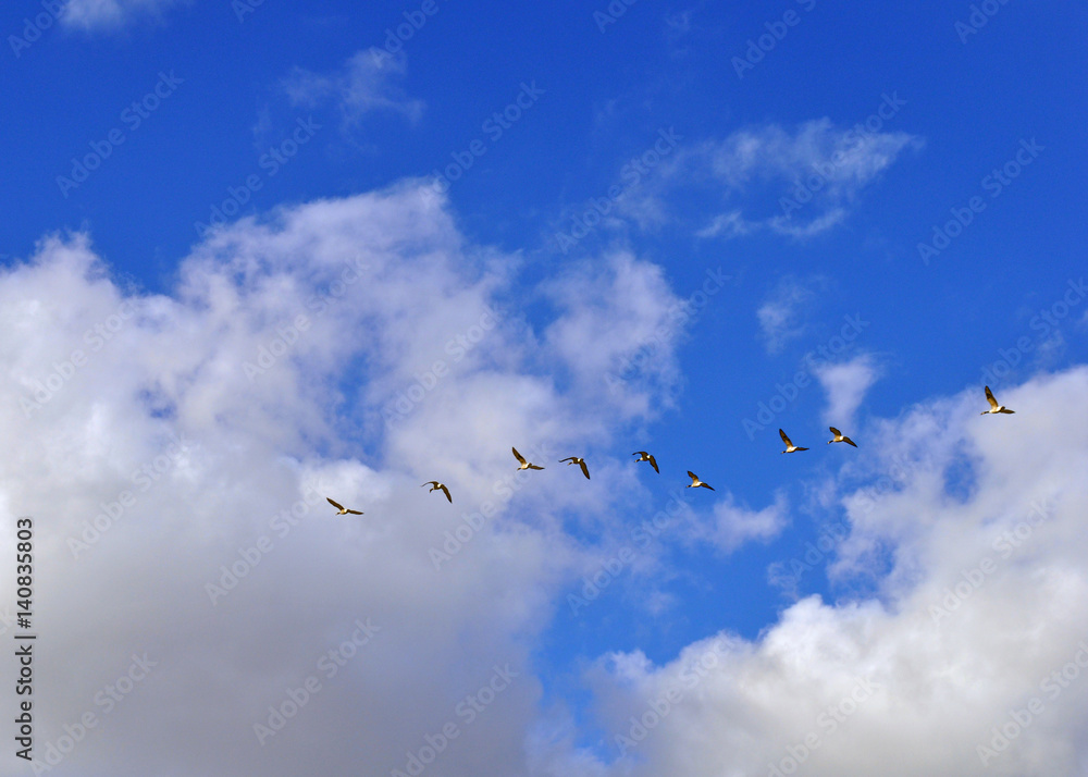 Flock of geese flying in the sky Flock of geese flying in the sky