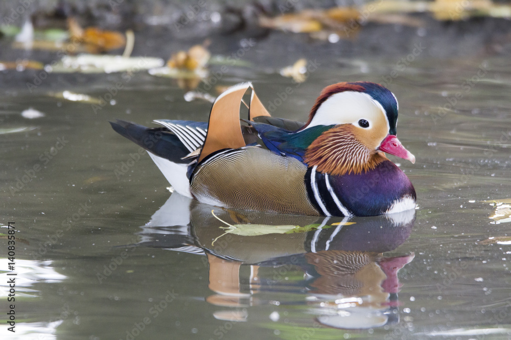 Mandarin duck Mandarin duck