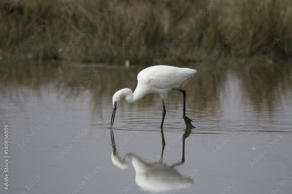 Obraz premium egret