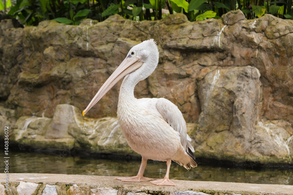 Grey pelican (Pelecanus philippensis) near pond in Kuala Lumpur bird park. Malaysia Grey pelican (Pelecanus philippensis) near pond in Kuala Lumpur bird park. Malaysia