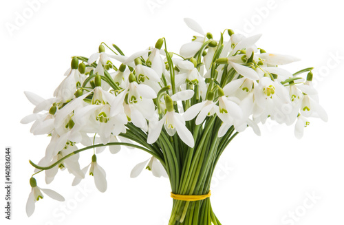 First flowers of snowdrops