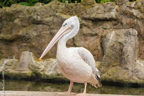 Photography Grey pelican (Pelecanus philippensis) near pond in Kuala Lumpur bird park