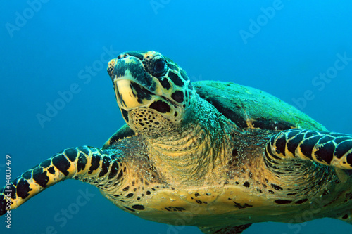 Hawksbill Turtle (Eretmochelys imbricata) Approaching. Coiba, Panama