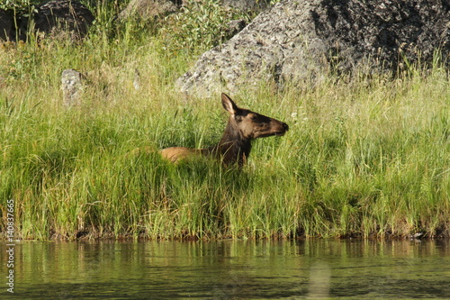 deer old faithful and waterfalls in Yellowstone