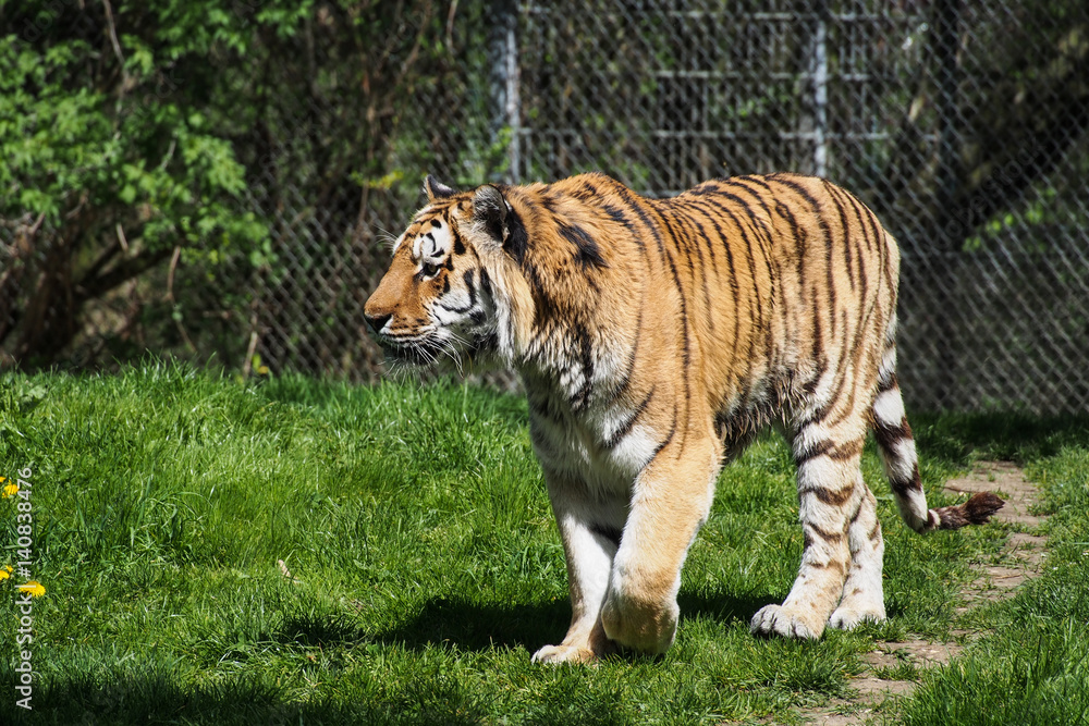 Fototapeta premium Tiger - Panthera tigris