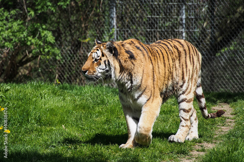 Tiger -  Panthera tigris