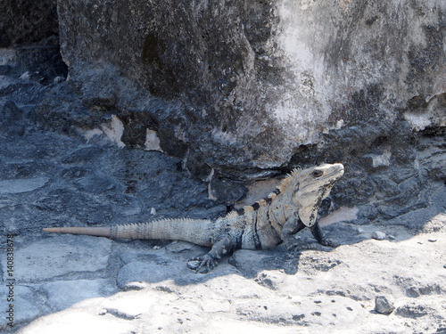 Iguana on rocks at Mayan Ruins