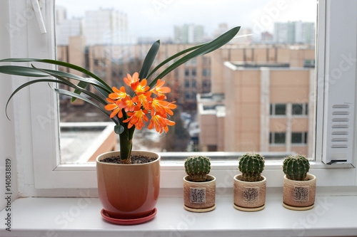 Flowers on the windowsill