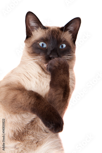 Siamese cat licking paw