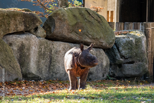 Nashorn - Rhinozeros - Indisches Panzernashorn photo