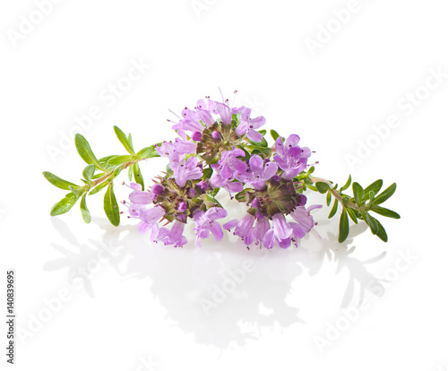 Thyme flowers and leaves close-up on a white background.