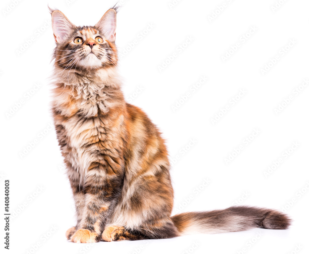 Fototapeta premium Portret kota rasy Maine Coon szylkretowy. Puszysty kotek na białym tle. Uroczy, ciekawy młody kot siedzi i patrzy w górę.