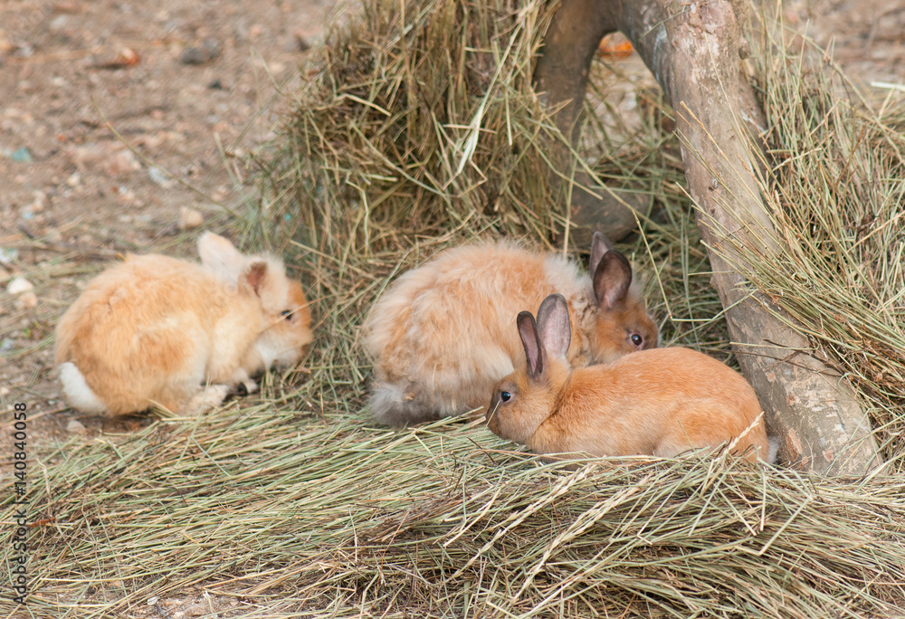Little fluffy rabbits on dry grass - soft hay or straw in autumn day Little fluffy rabbits on dry grass - soft hay or straw in autumn day