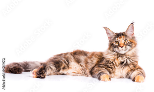 Fototapeta Naklejka Na Ścianę i Meble -  Portrait of domestic tortoiseshell Maine Coon kitten. Fluffy kitty isolated on white background. Adorable curious young cat lying down and looking at camera.