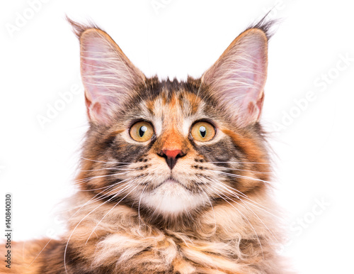 Portrait of domestic tortoiseshell Maine Coon kitten. Fluffy kitty isolated on white background. Close-up studio photo adorable curious young cat looking away.