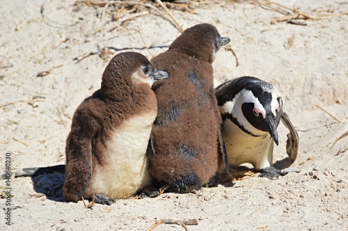 Little Penguin Family in the Boulders Bay near Cape Town photo