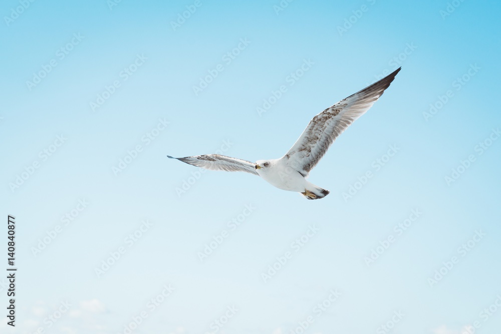 Obraz premium White seagull flying on blue sky
