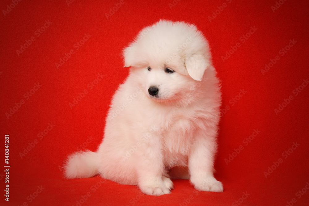 White Puppy of Samoyed Dog on Red Background.