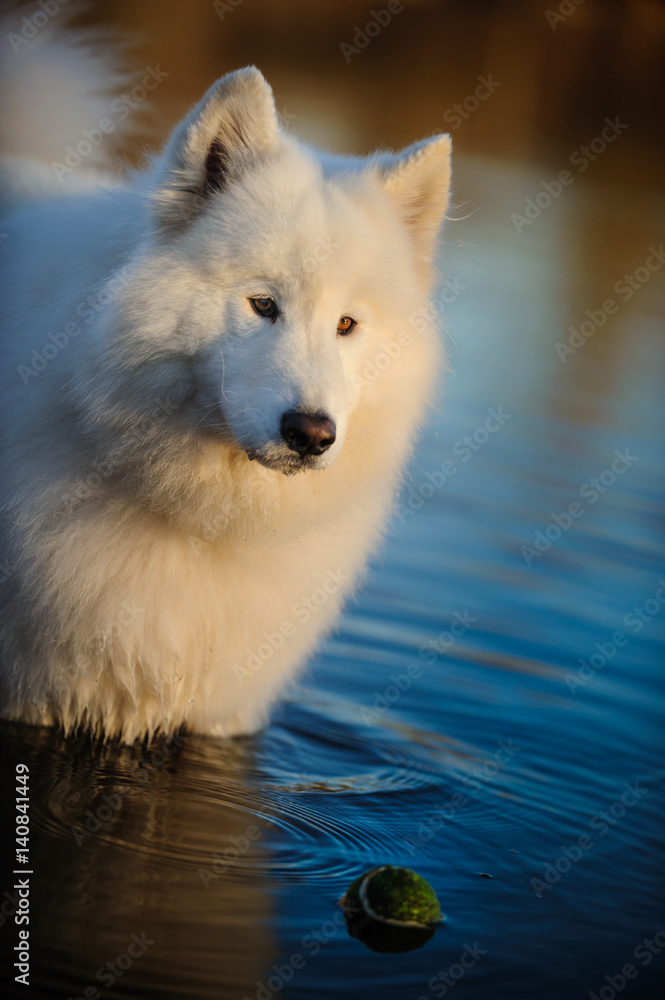 Samoyed dog standing in calm water with ball