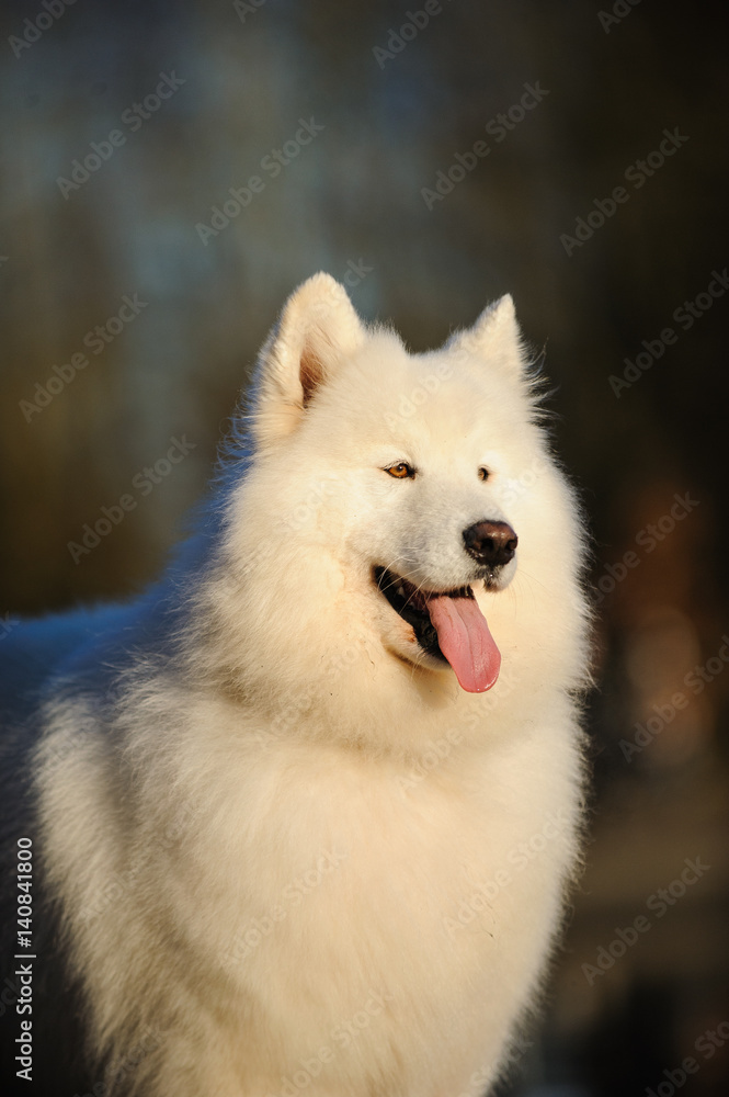 Samoyed dog portrait