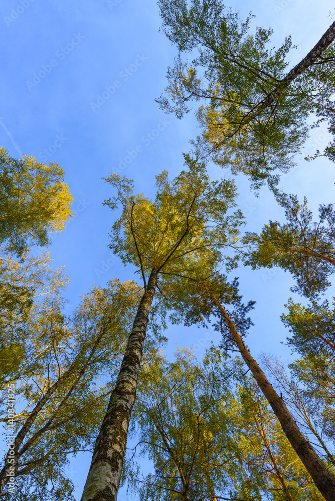 Obraz premium Tall trees forest viewed from below.