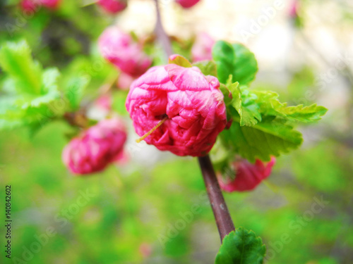 Wallpaper Mural  Flowering in spring time. Torontodigital.ca