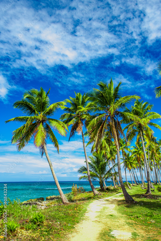 Fototapeta premium A winding path that leads through a palm tree forest near caribbean sea. Las Galeras, Samana, Dominican republic
