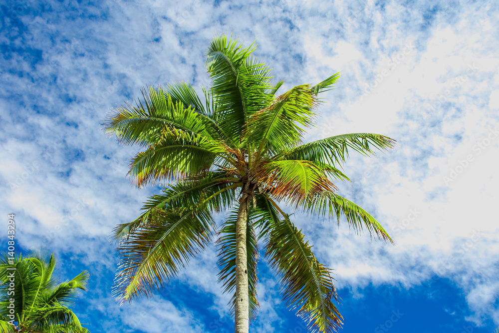 Top of Green palm tree on blue sky background. Bottom view. Tropical wallpaper.
