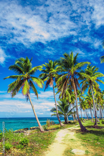 A winding path that leads through a palm tree forest near caribbean sea. Las Galeras  Samana  Dominican republic