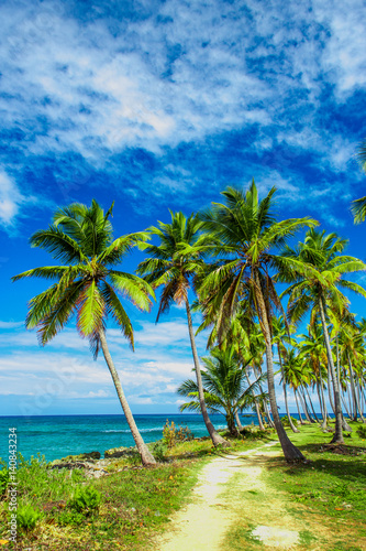 A winding path that leads through a palm tree forest near caribbean sea. Las Galeras, Samana, Dominican republic © Sergey