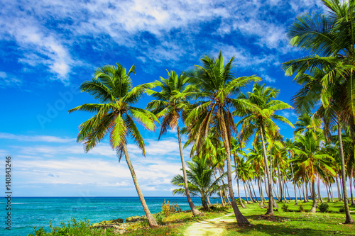 Fototapeta Naklejka Na Ścianę i Meble -  A winding path that leads through a palm tree forest near caribbean sea. Las Galeras, Samana, Dominican republic
