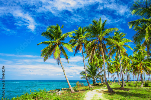 A winding path that leads through a palm tree forest near caribbean sea. Las Galeras, Samana, Dominican republic