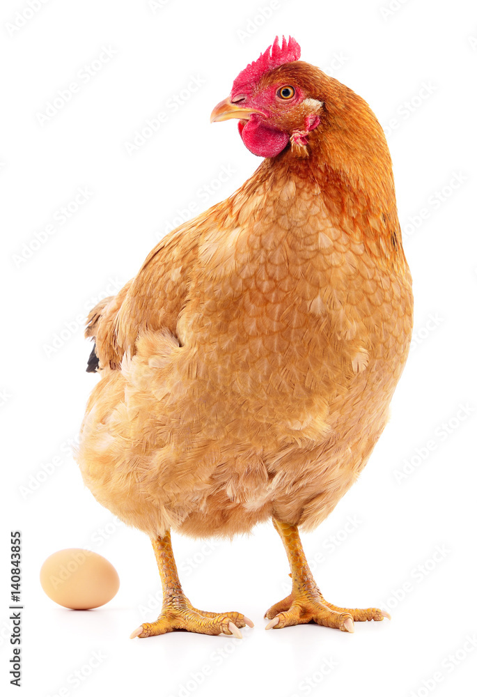 Fototapeta premium Hen and Egg