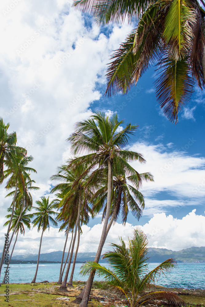 High palm trees on the ocean coast. Vacation concept. Samana, Dominican Republic
