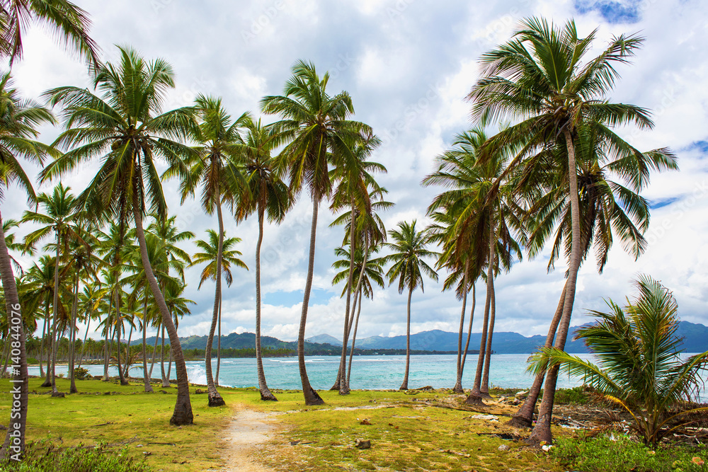 Path through a palm tree forest near caribbean sea. Las Galeras, Samana, Dominican republic Path through a palm tree forest near caribbean sea. Las Galeras, Samana, Dominican republic