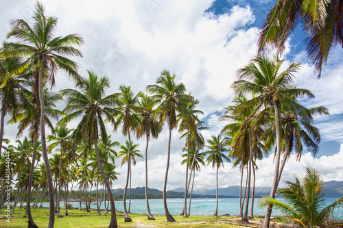 High palm trees on the ocean coast. Vacation concept. Samana, Dominican Republic © Sergey