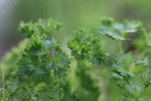 Gartenkräuter Petersilie Schnittlauch 